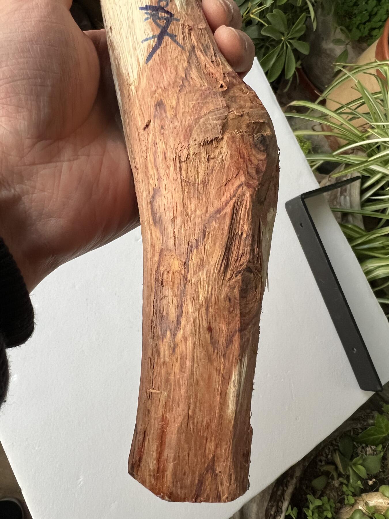 零元拍：NO.35-1 海南黄花梨珠子料，全是水汪汪的大眼睛，325/35MM