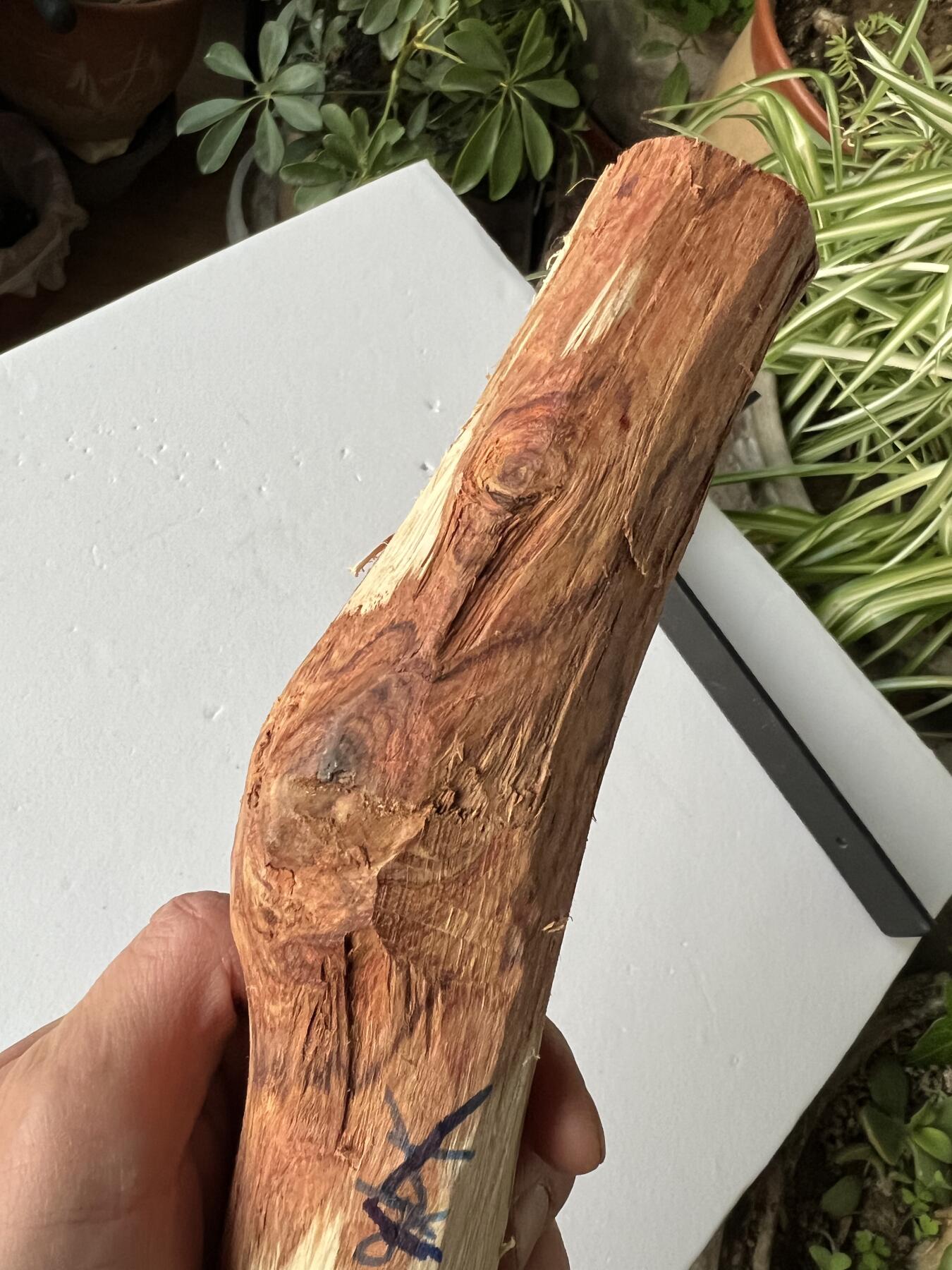 零元拍：NO.35-1 海南黄花梨珠子料，全是水汪汪的大眼睛，325/35MM