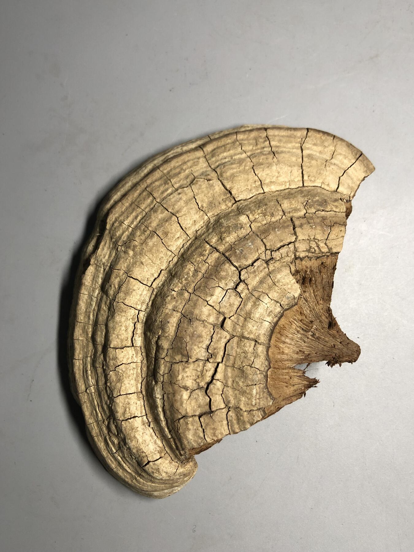 第五期杂项配饰拍卖 捡来的不只是啥