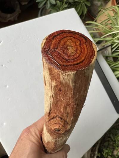 零元拍：NO.35-1 海南黄花梨珠子料，全是水汪汪的大眼睛，325/35MM - 零元拍：NO.35-1 海南黄花梨珠子料，全是水汪汪的大眼睛，325/35MM