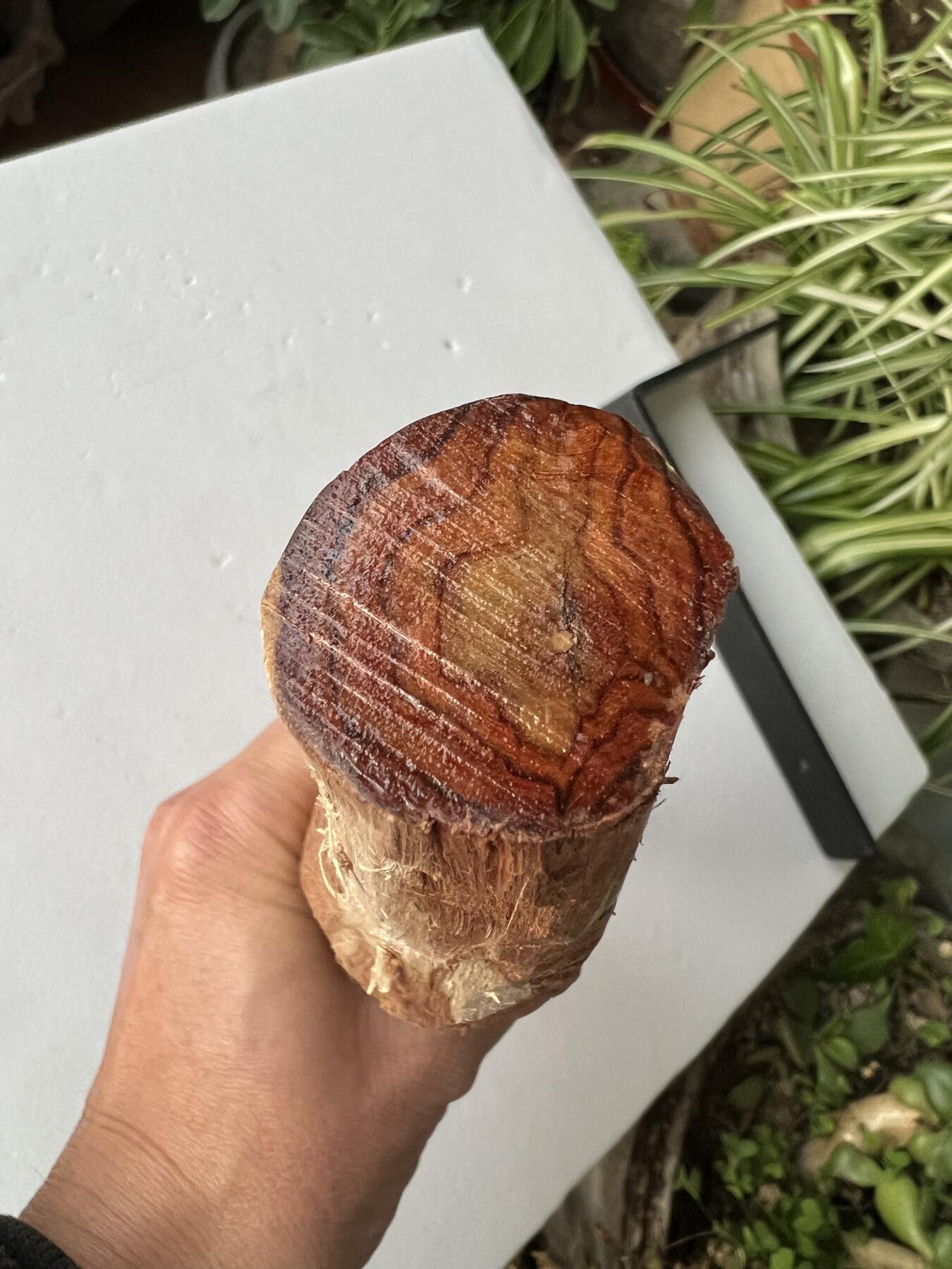 零元拍：NO.35-1 海南黄花梨珠子料，全是水汪汪的大眼睛，325/35MM