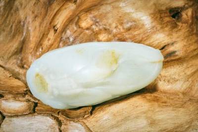 上海都达杂项专场十二（全场包邮】 - 和田玉籽料精雕《竹笋》手把件89-27