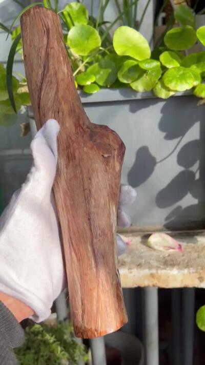 零元拍：NO.35-13海南黄花梨珠子把件料，外面白皮基本都去掉了，红肉打底花纹很漂亮。285/40/35MM