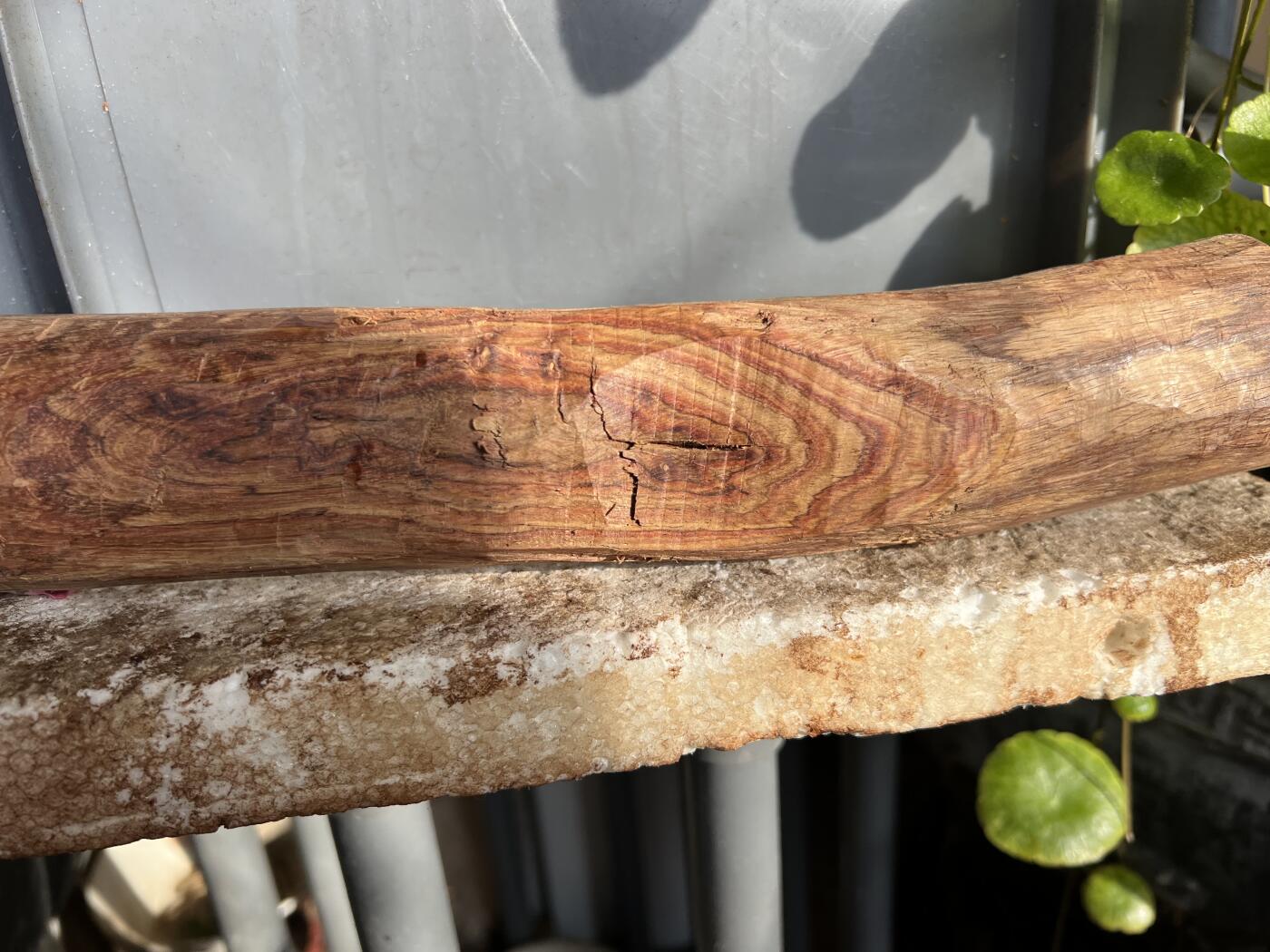 零元拍：NO.35-7海南黄花梨珠子把件料，外面白皮基本都去掉了，红肉打底花纹很漂亮。350/45/55MM