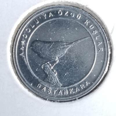 沼泽如烟--第981场 - 土耳其小鸟系列