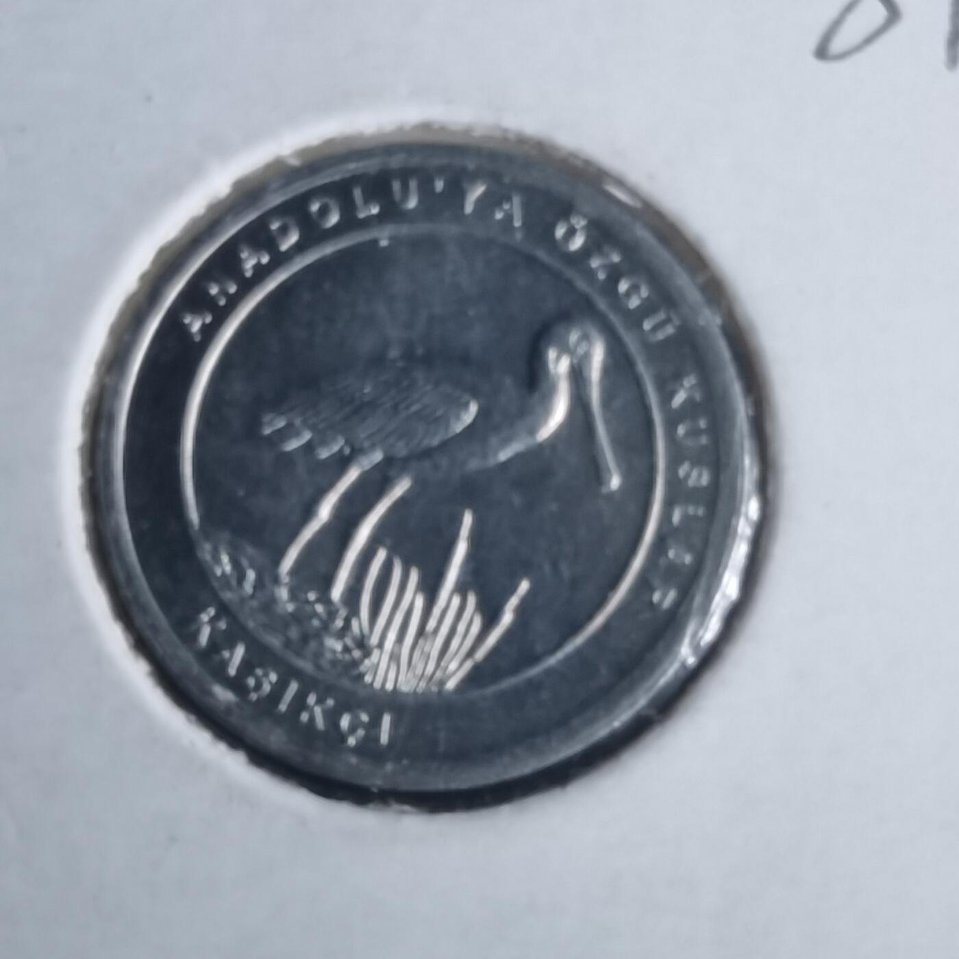 沼泽如烟--第981场 土耳其小鸟系列