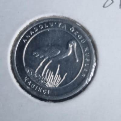 沼泽如烟--第981场 - 土耳其小鸟系列