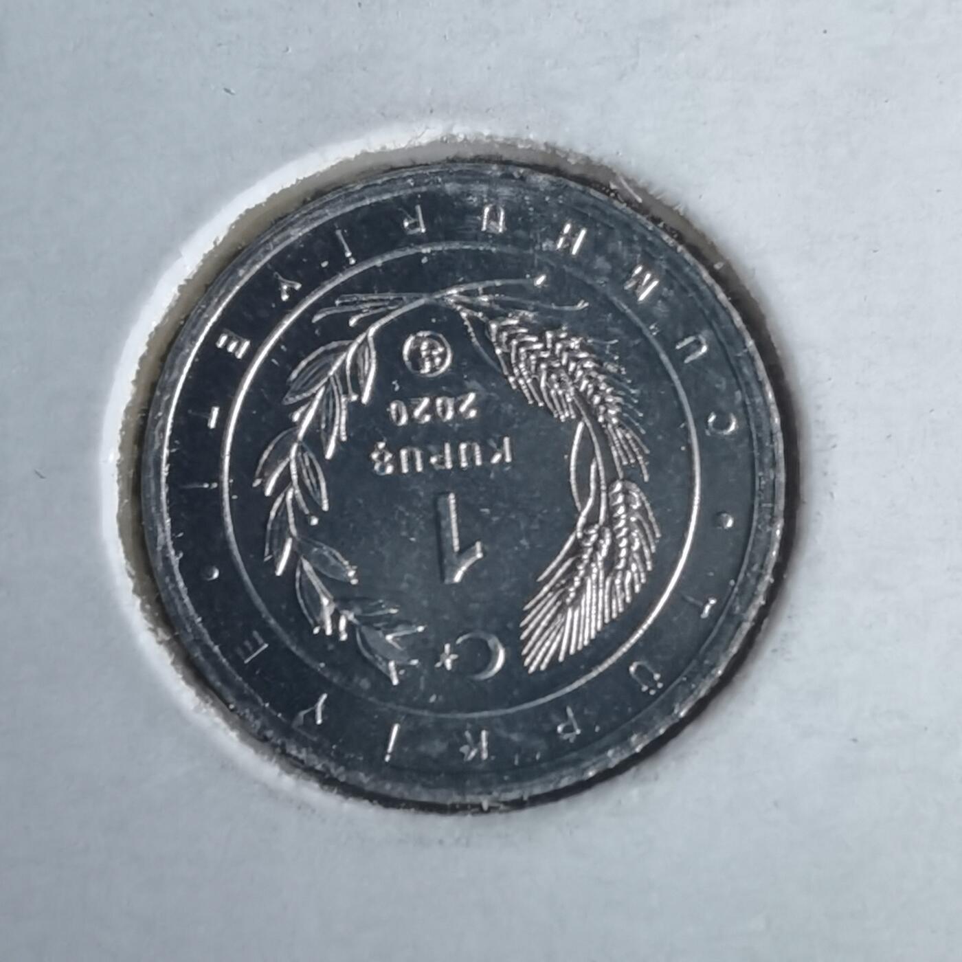 沼泽如烟--第981场 土耳其小鸟系列