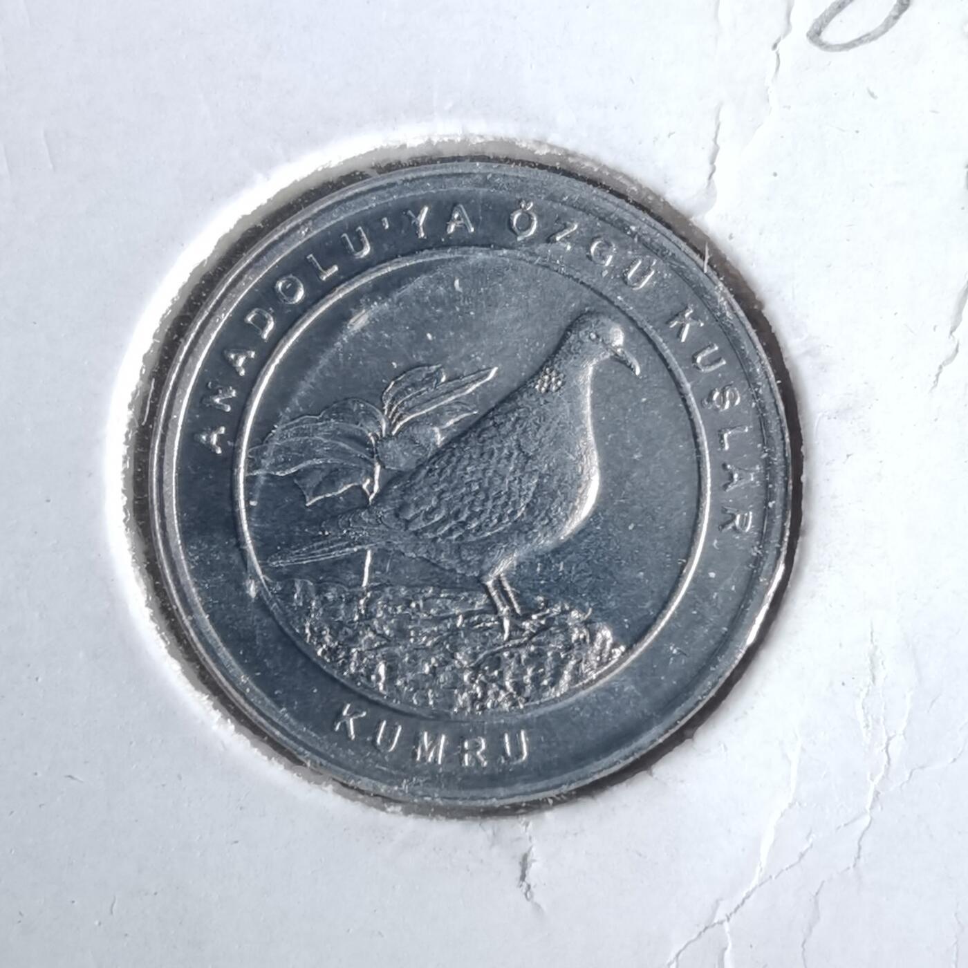 沼泽如烟--第981场 土耳其小鸟系列