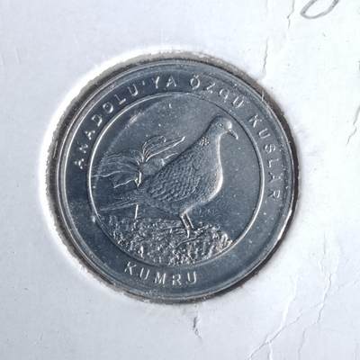 沼泽如烟--第981场 - 土耳其小鸟系列