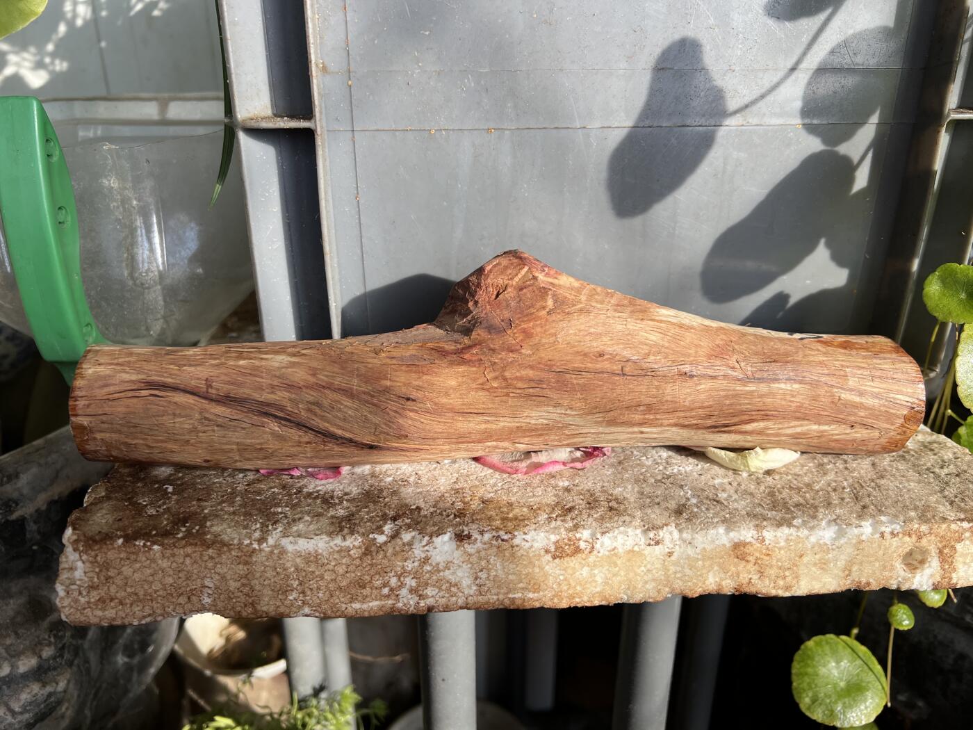 零元拍：NO.35-13海南黄花梨珠子把件料，外面白皮基本都去掉了，红肉打底花纹很漂亮。285/40/35MM