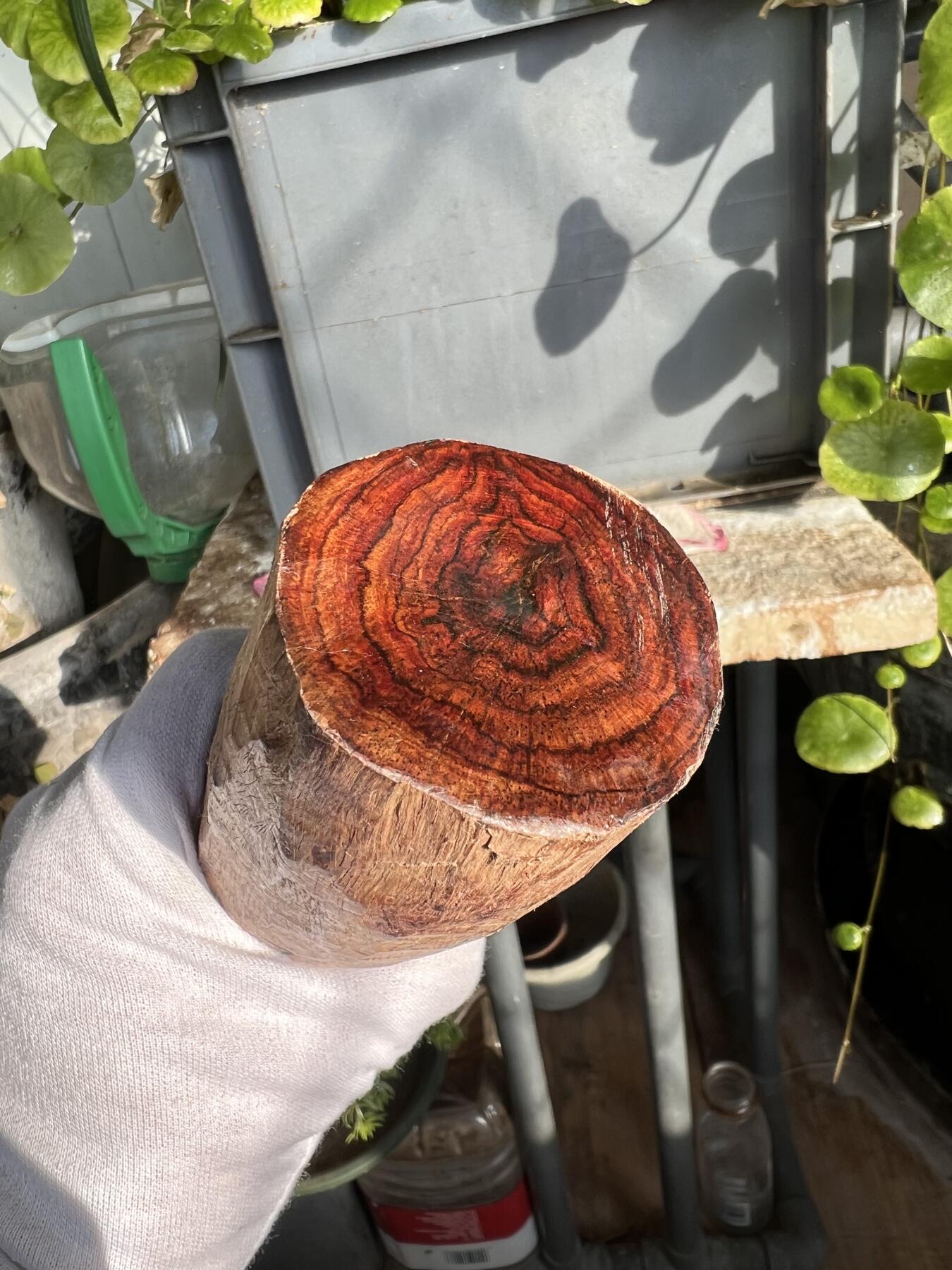 零元拍：NO.35-7海南黄花梨珠子把件料，外面白皮基本都去掉了，红肉打底花纹很漂亮。350/45/55MM