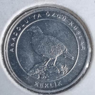 沼泽如烟--第981场 - 土耳其小鸟系列