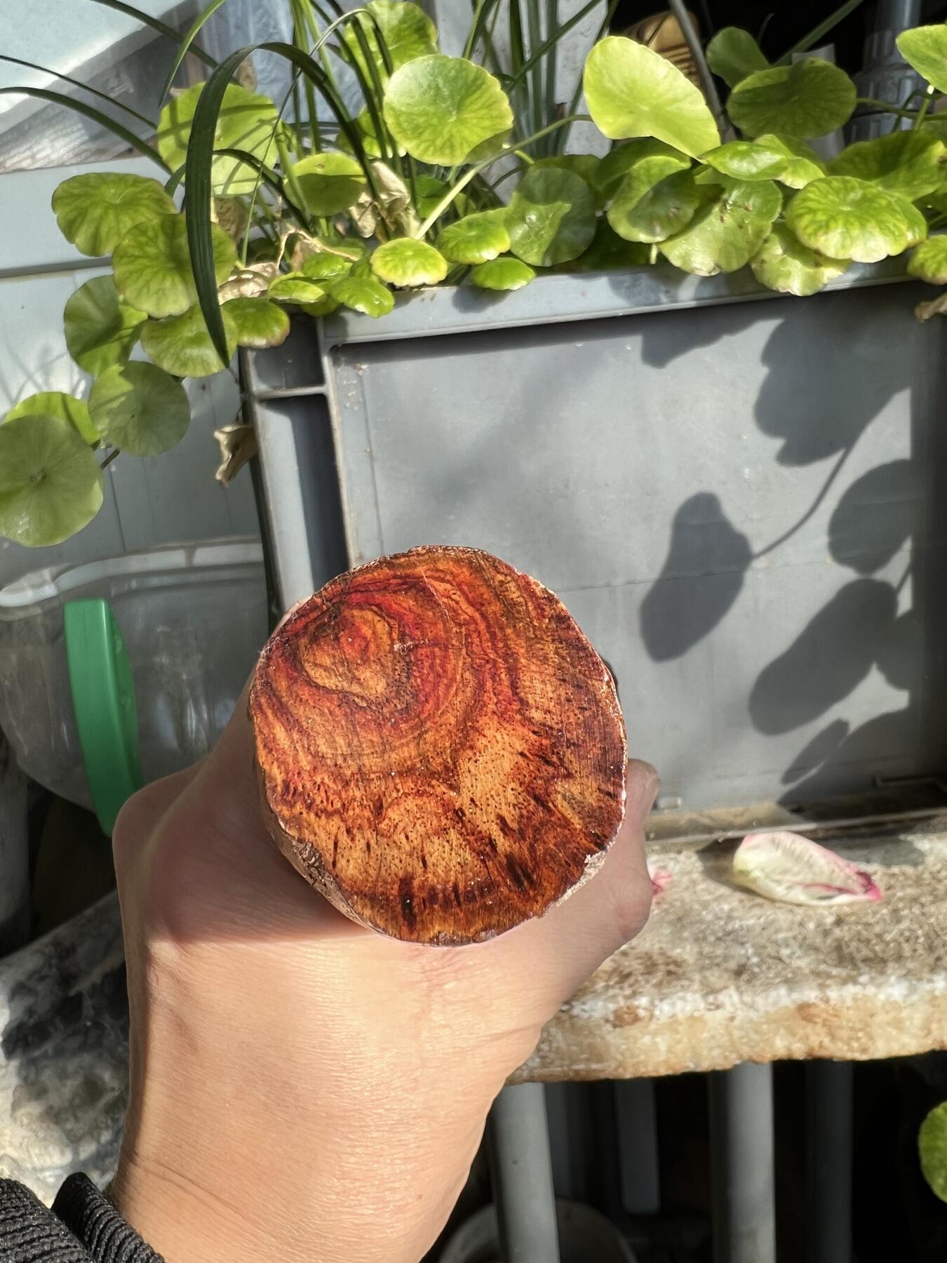 零元拍：NO.35-13海南黄花梨珠子把件料，外面白皮基本都去掉了，红肉打底花纹很漂亮。285/40/35MM