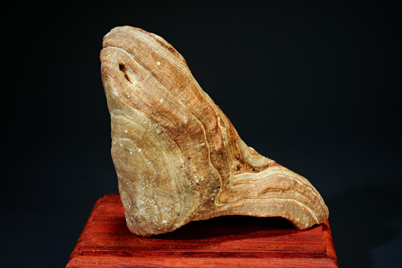 上海都达杂项专场十九（全场包邮） 戈壁石连座90-3