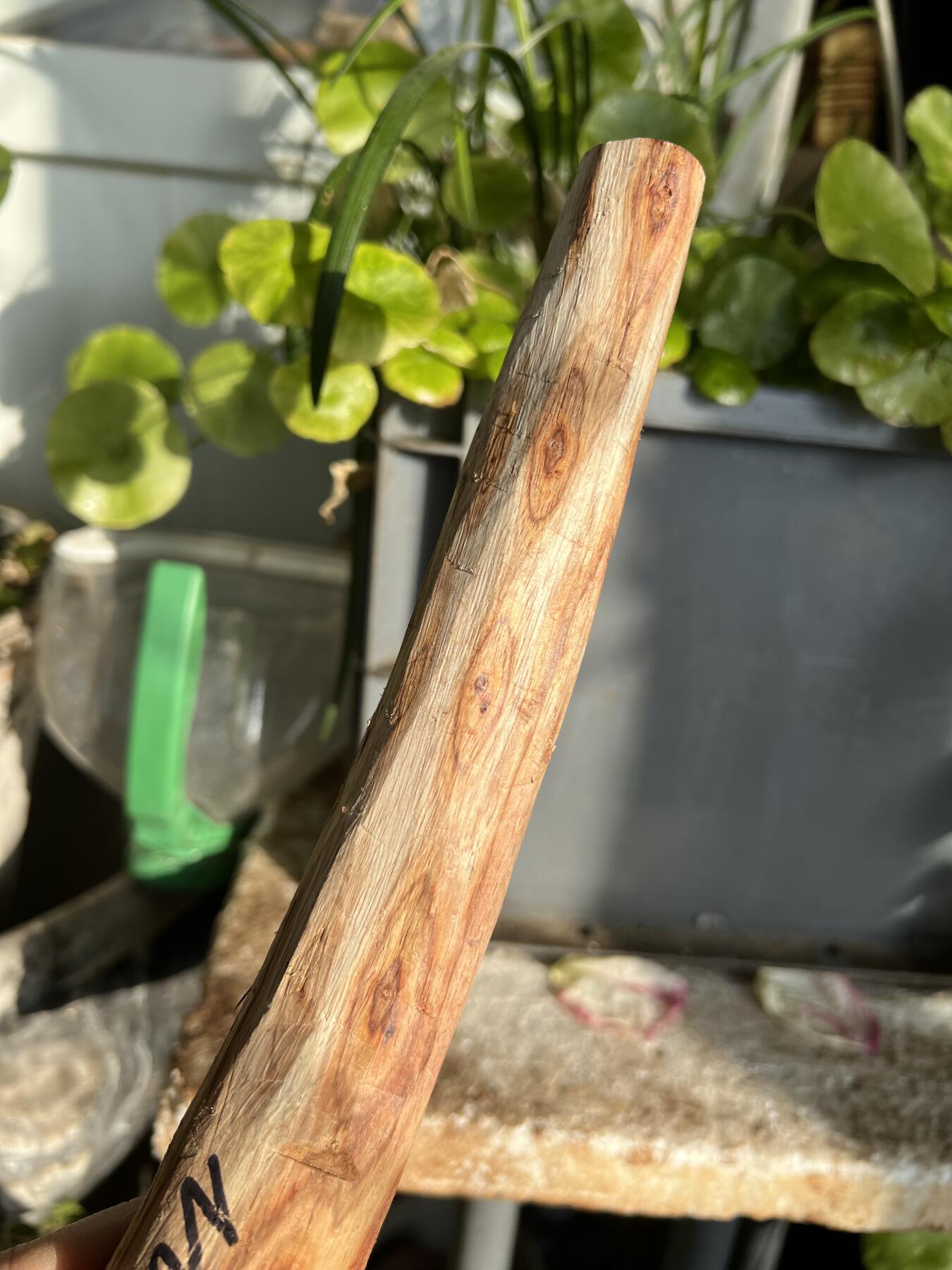 零元拍：NO.35-9 很多水汪汪的大眼睛的海南黄花梨珠子把件料，外面白皮基本都去掉了，红肉打底花纹很漂亮。350/45/25MM