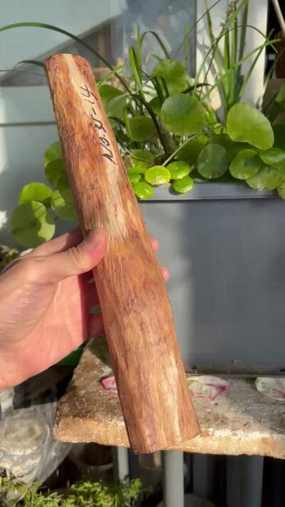 零元拍：NO.35-14海南黄花梨珠子把件料，外面白皮基本都去掉了，红肉打底花纹很漂亮。310/40/50MM