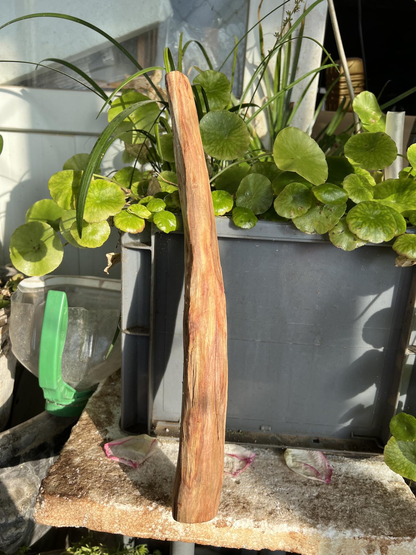 零元拍：NO.35-9 很多水汪汪的大眼睛的海南黄花梨珠子把件料，外面白皮基本都去掉了，红肉打底花纹很漂亮。350/45/25MM