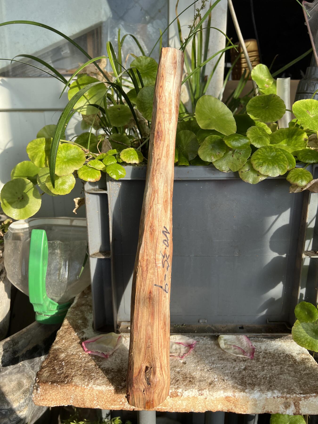 零元拍：NO.35-9 很多水汪汪的大眼睛的海南黄花梨珠子把件料，外面白皮基本都去掉了，红肉打底花纹很漂亮。350/45/25MM