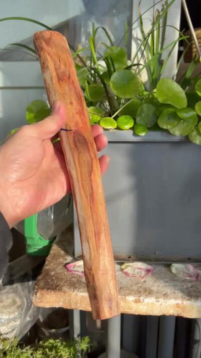 零元拍：NO.35-9 很多水汪汪的大眼睛的海南黄花梨珠子把件料，外面白皮基本都去掉了，红肉打底花纹很漂亮。350/45/25MM