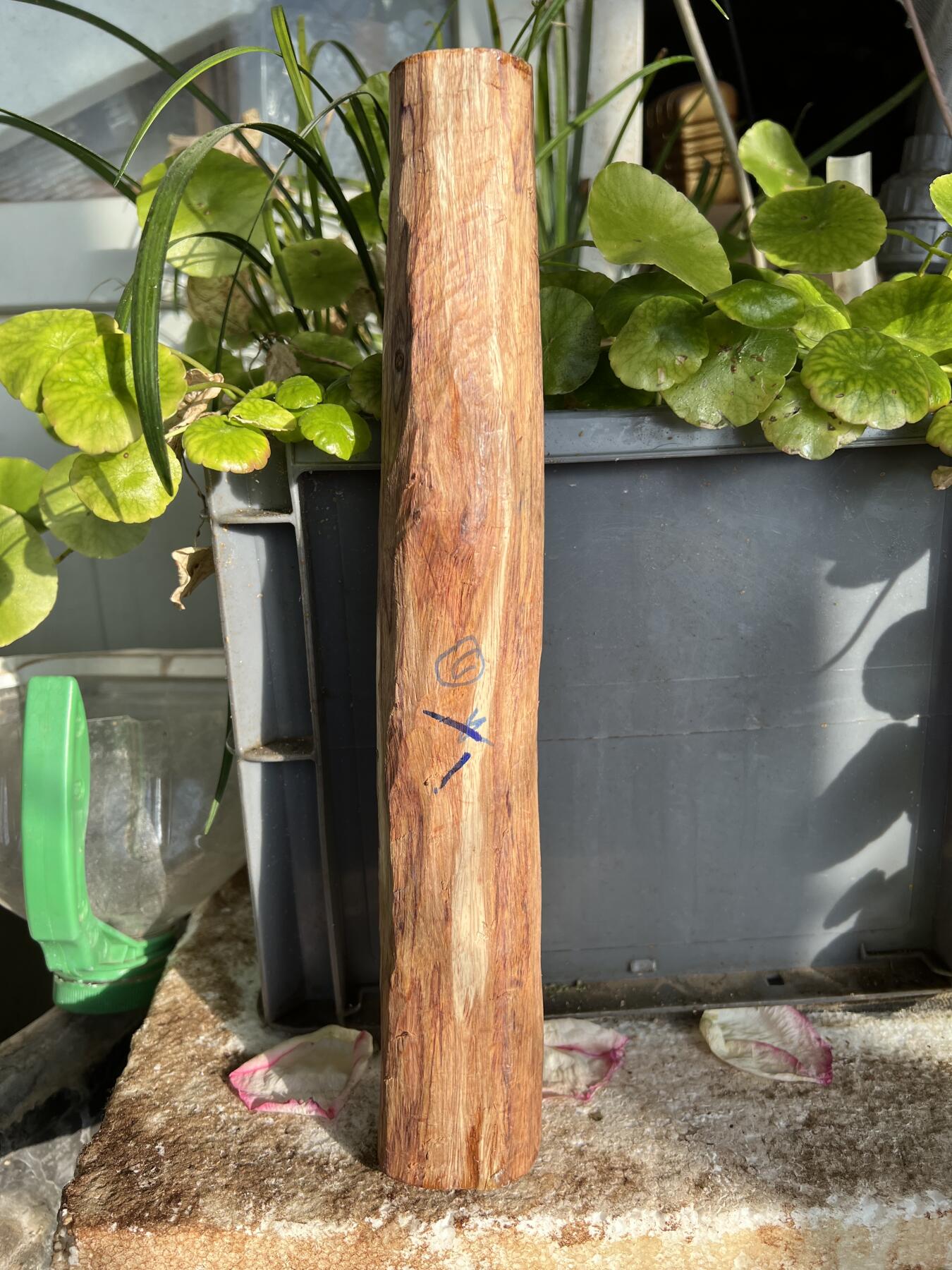 零元拍：NO.35-14海南黄花梨珠子把件料，外面白皮基本都去掉了，红肉打底花纹很漂亮。310/40/50MM