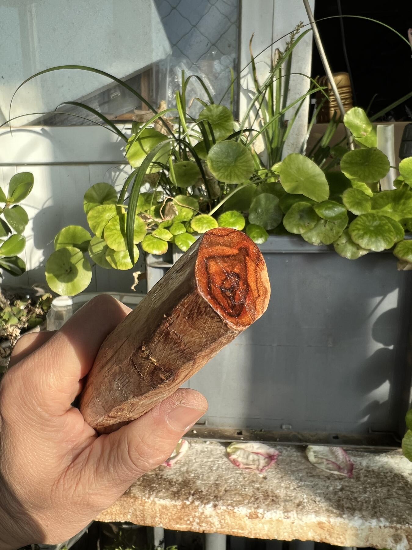 零元拍：NO.35-9 很多水汪汪的大眼睛的海南黄花梨珠子把件料，外面白皮基本都去掉了，红肉打底花纹很漂亮。350/45/25MM