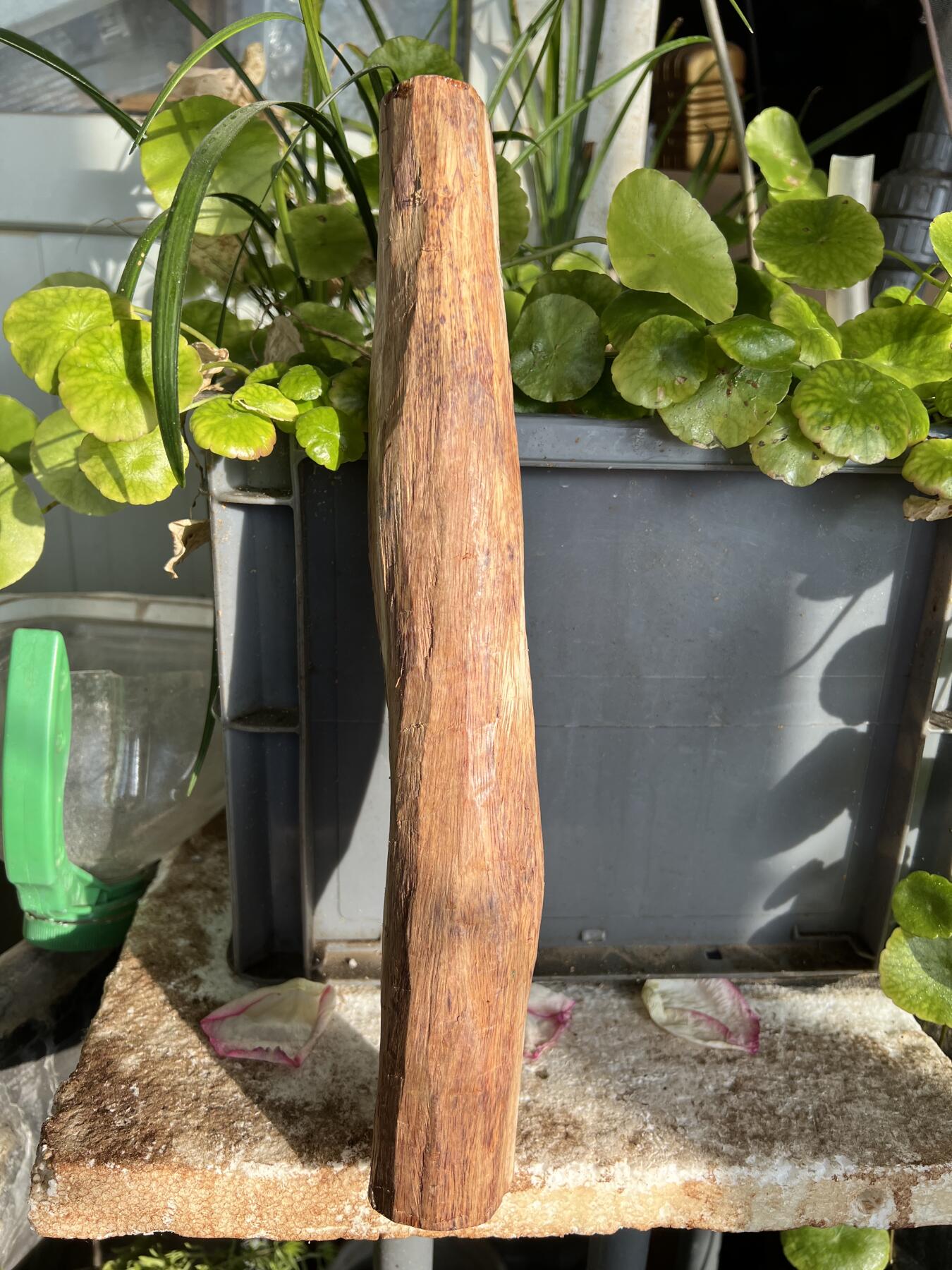 零元拍：NO.35-14海南黄花梨珠子把件料，外面白皮基本都去掉了，红肉打底花纹很漂亮。310/40/50MM