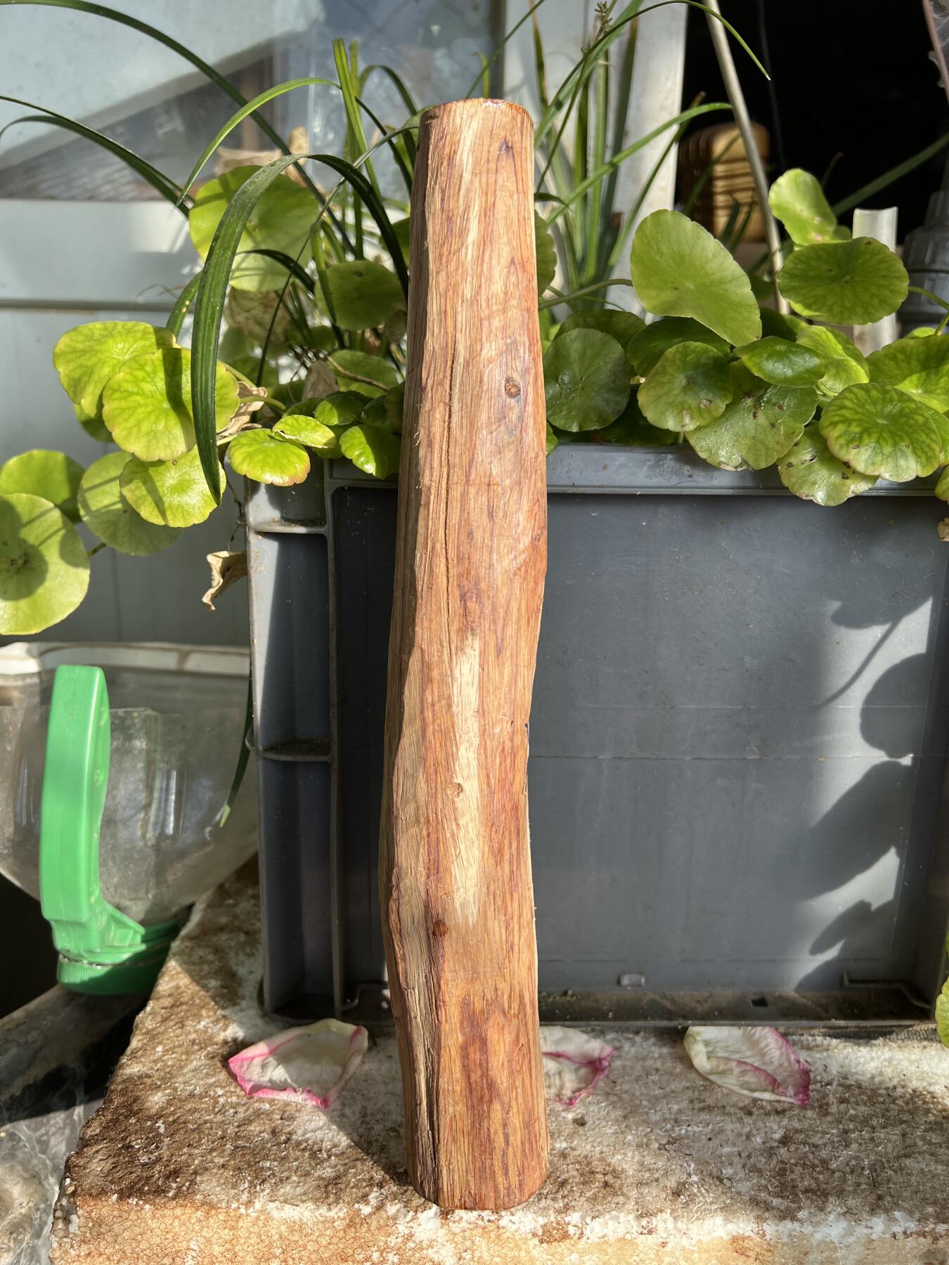 零元拍：NO.35-14海南黄花梨珠子把件料，外面白皮基本都去掉了，红肉打底花纹很漂亮。310/40/50MM