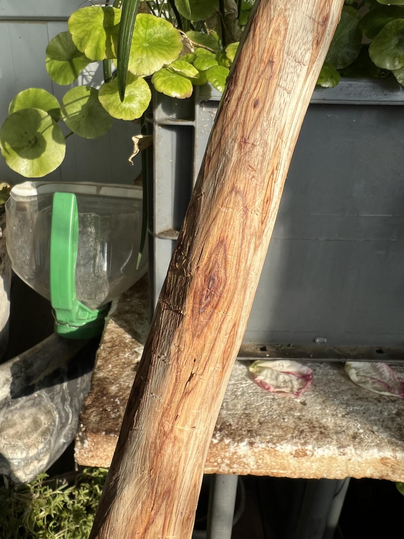 零元拍：NO.35-9 很多水汪汪的大眼睛的海南黄花梨珠子把件料，外面白皮基本都去掉了，红肉打底花纹很漂亮。350/45/25MM