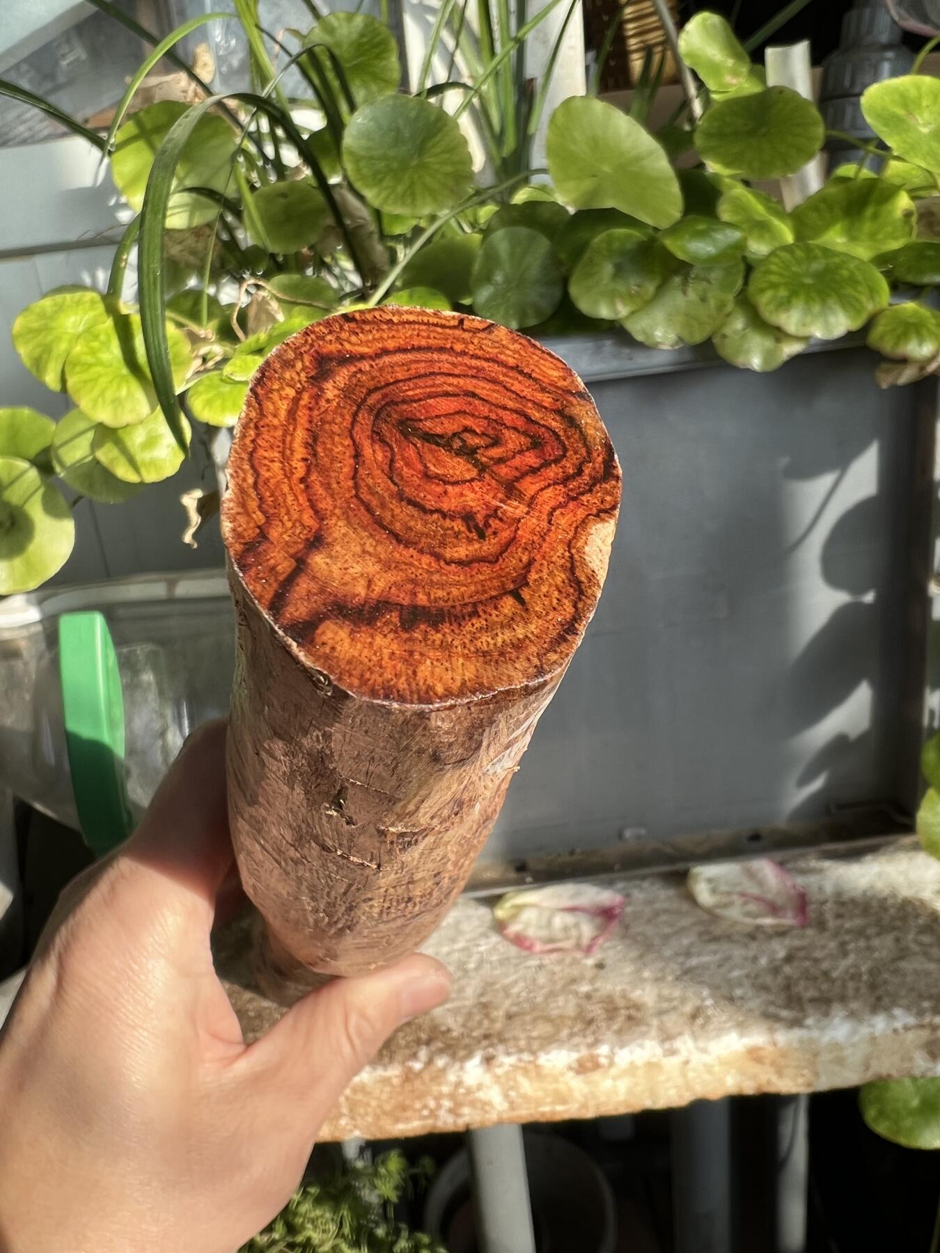 零元拍：NO.35-14海南黄花梨珠子把件料，外面白皮基本都去掉了，红肉打底花纹很漂亮。310/40/50MM