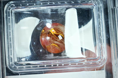 上海都达杂项专场四十七【全场包邮】  和田扣子90-37