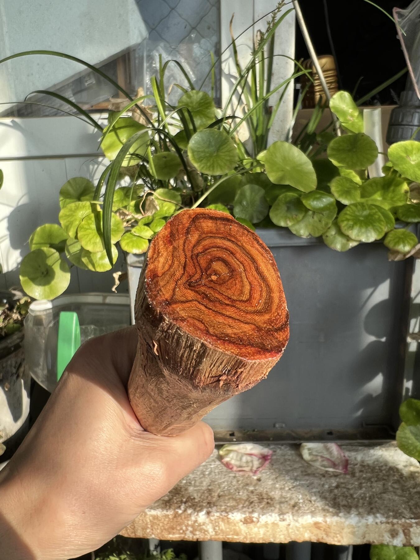 零元拍：NO.35-9 很多水汪汪的大眼睛的海南黄花梨珠子把件料，外面白皮基本都去掉了，红肉打底花纹很漂亮。350/45/25MM