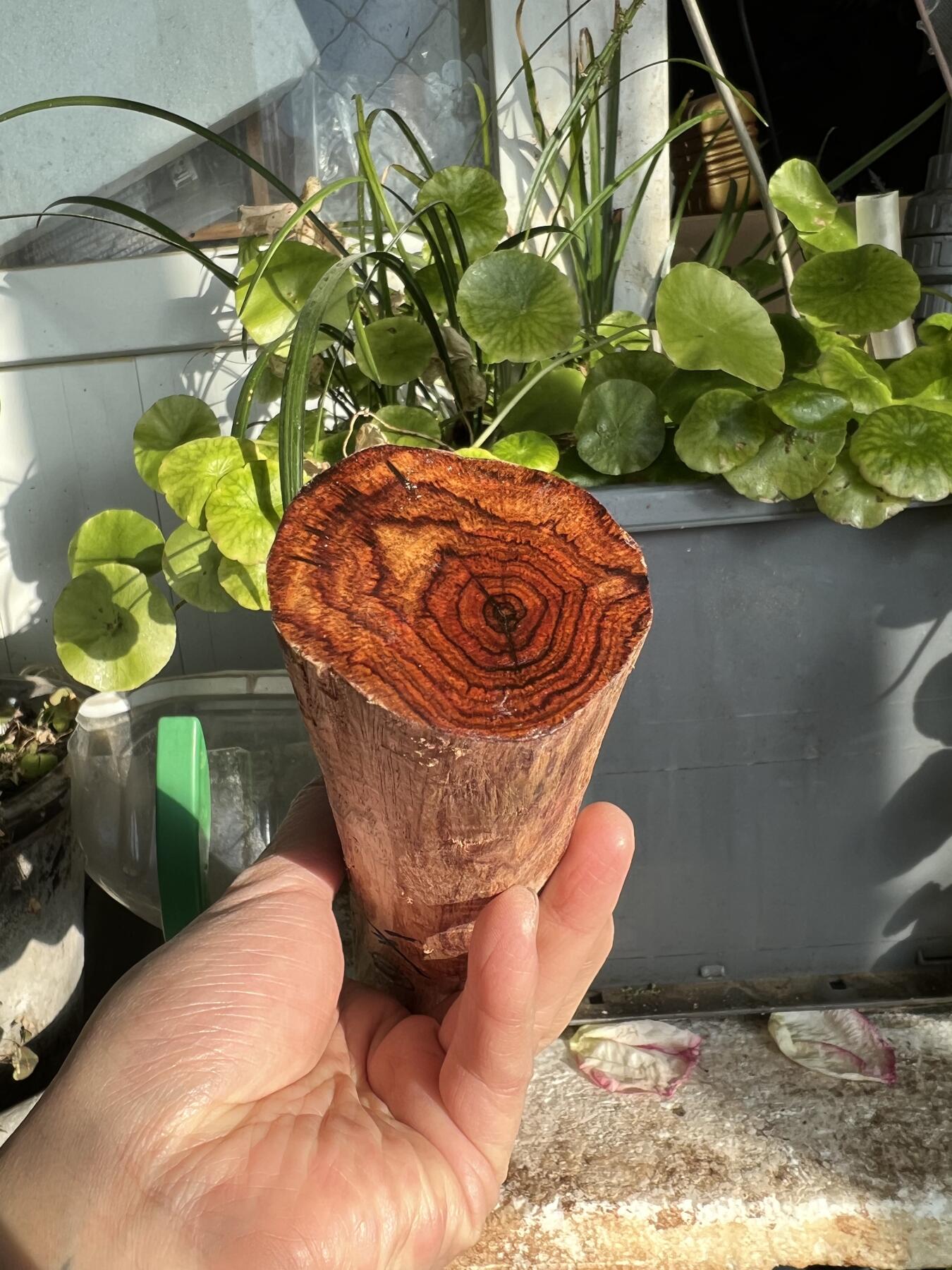 零元拍：NO.35-14海南黄花梨珠子把件料，外面白皮基本都去掉了，红肉打底花纹很漂亮。310/40/50MM