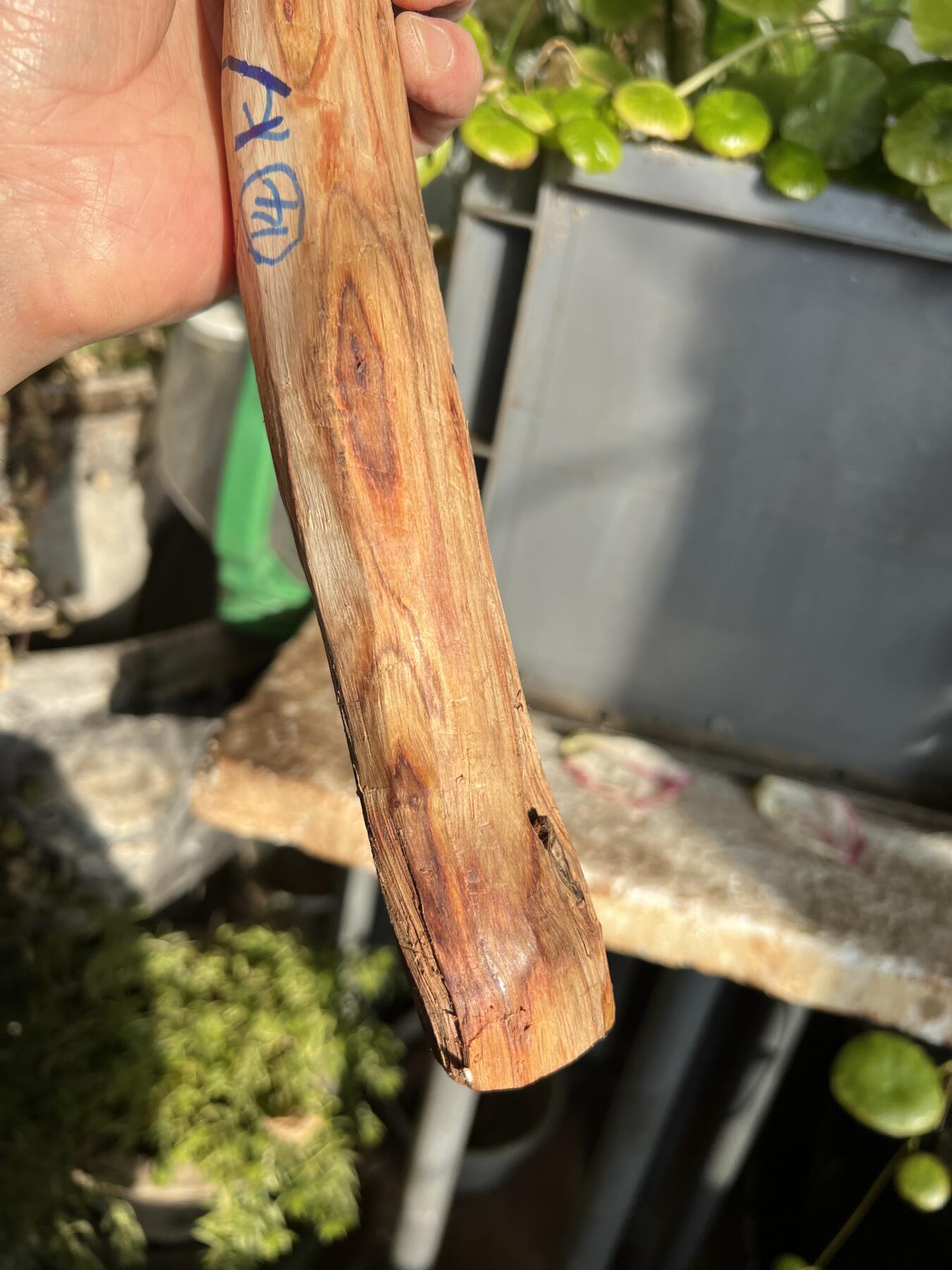 零元拍：NO.35-9 很多水汪汪的大眼睛的海南黄花梨珠子把件料，外面白皮基本都去掉了，红肉打底花纹很漂亮。350/45/25MM