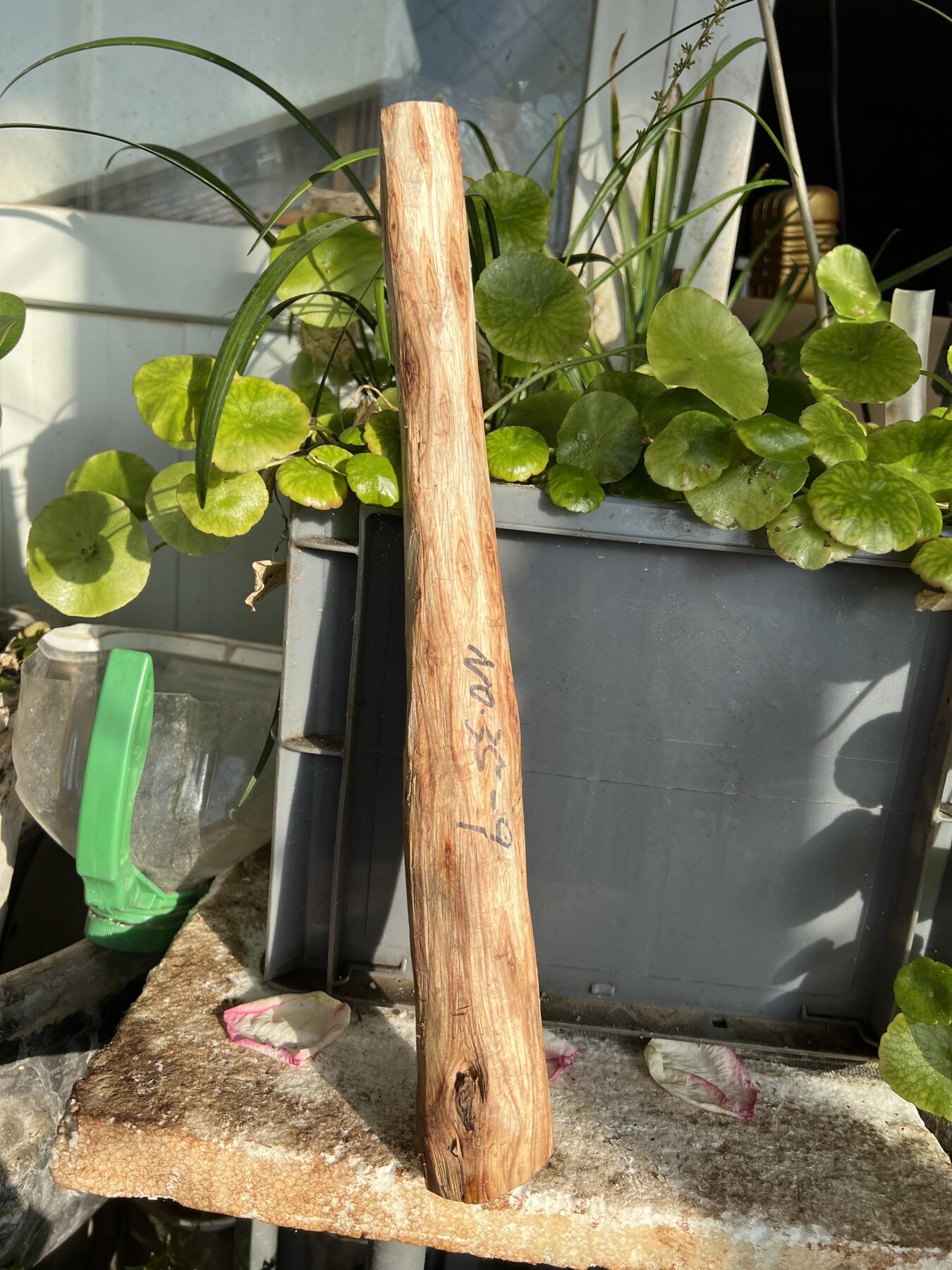 零元拍：NO.35-9 很多水汪汪的大眼睛的海南黄花梨珠子把件料，外面白皮基本都去掉了，红肉打底花纹很漂亮。350/45/25MM