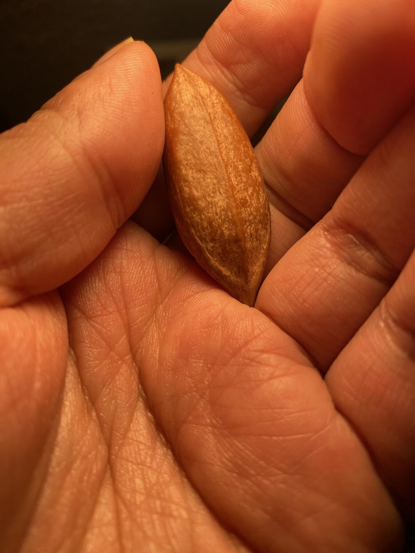 核舟记发源地苏州舟山核雕年末放漏 福利苏工核雕，纯手工雕刻二花雄鹰，个性十足，等待有缘人，市场无同款，尺寸1。75x4.75喜欢的来