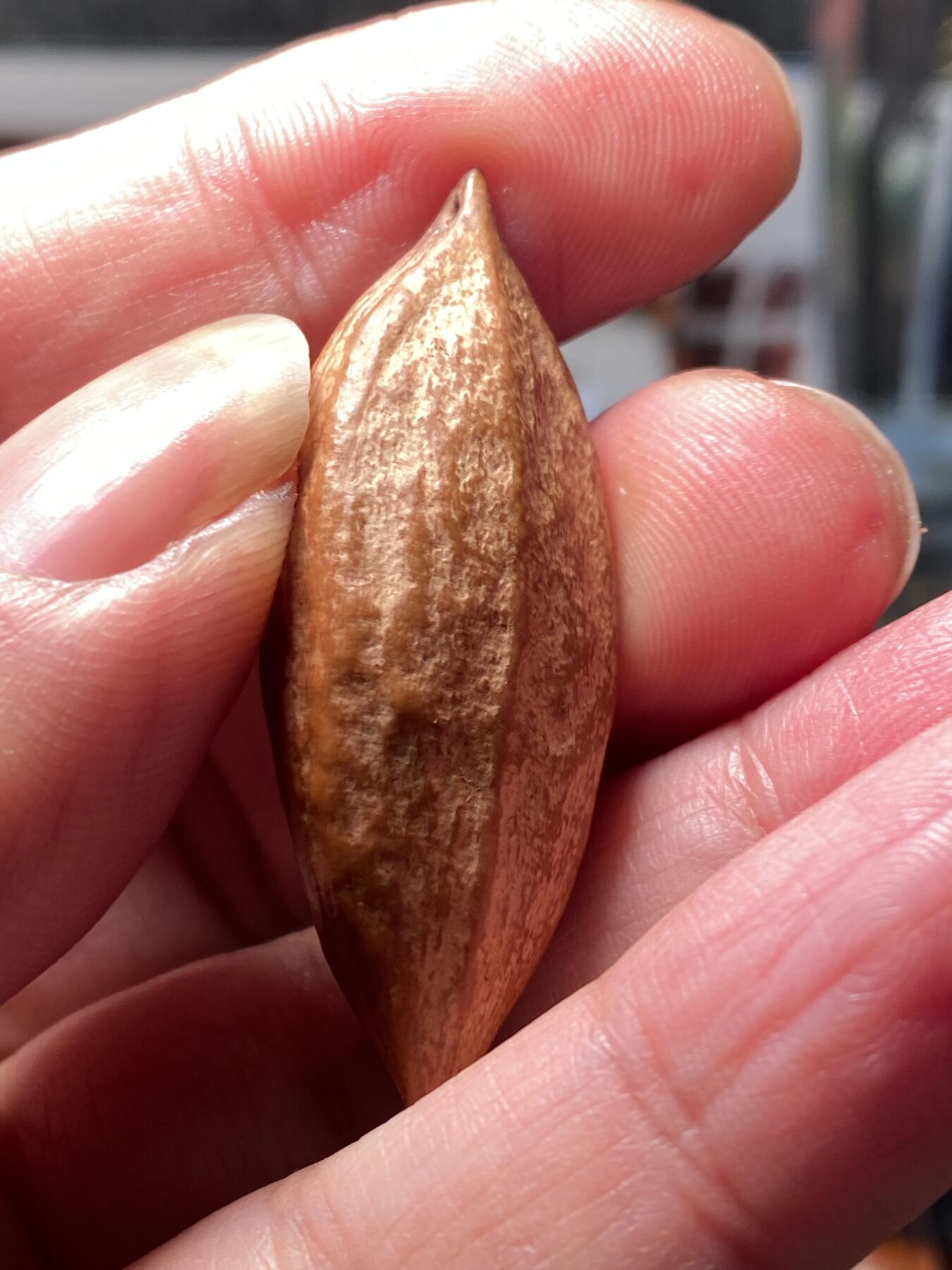 核舟记发源地苏州舟山核雕年末放漏 福利苏工核雕，纯手工雕刻二花福小猪，个性十足，等待有缘人，市场无同款，尺寸1。75x4.6喜欢的来