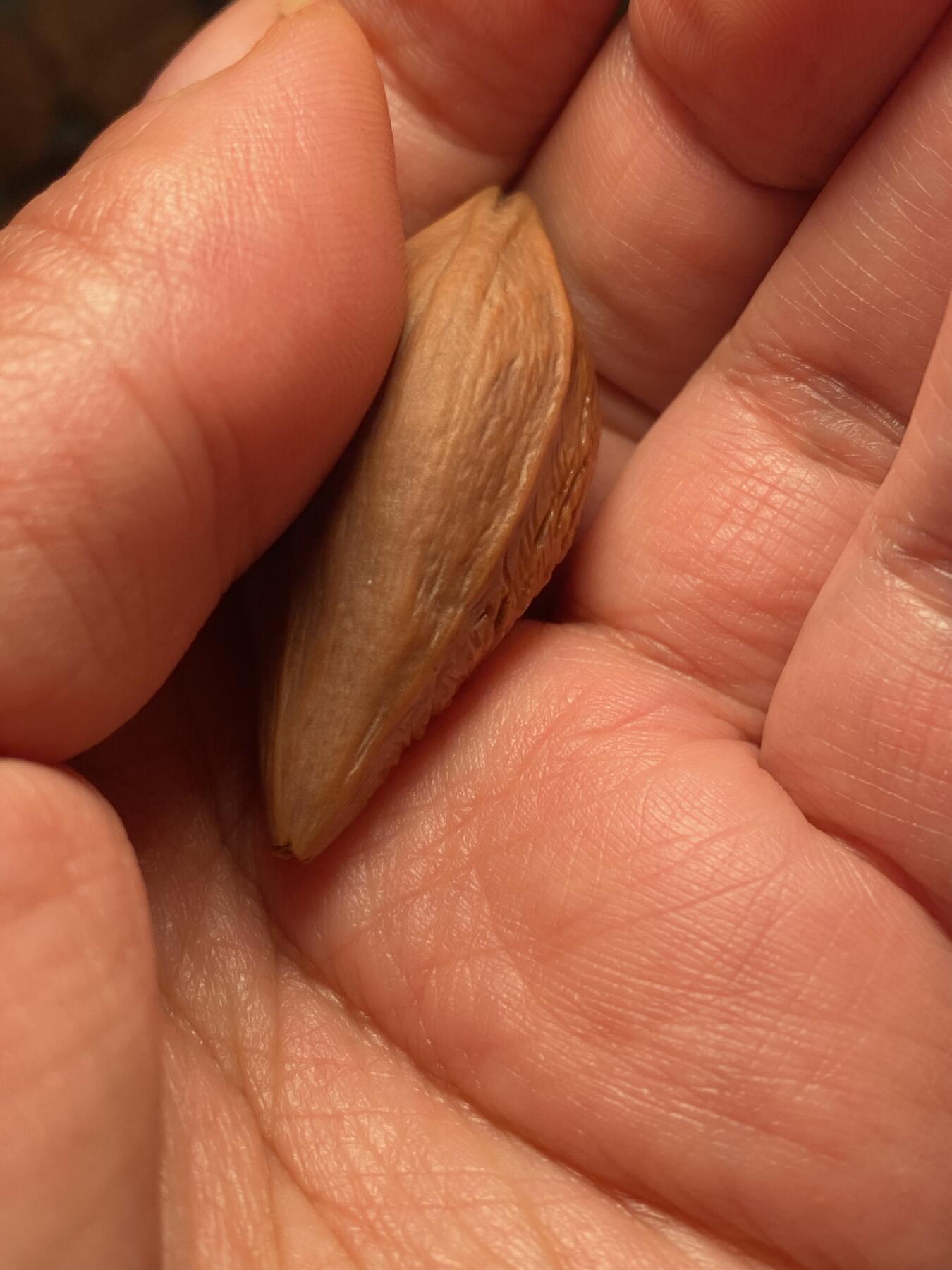 核舟记发源地苏州舟山核雕年末放漏 福利苏工核雕，纯手工雕刻，君临天下，个性十足，等待有缘人，市场无同款，尺寸2。1x4.65喜欢的来