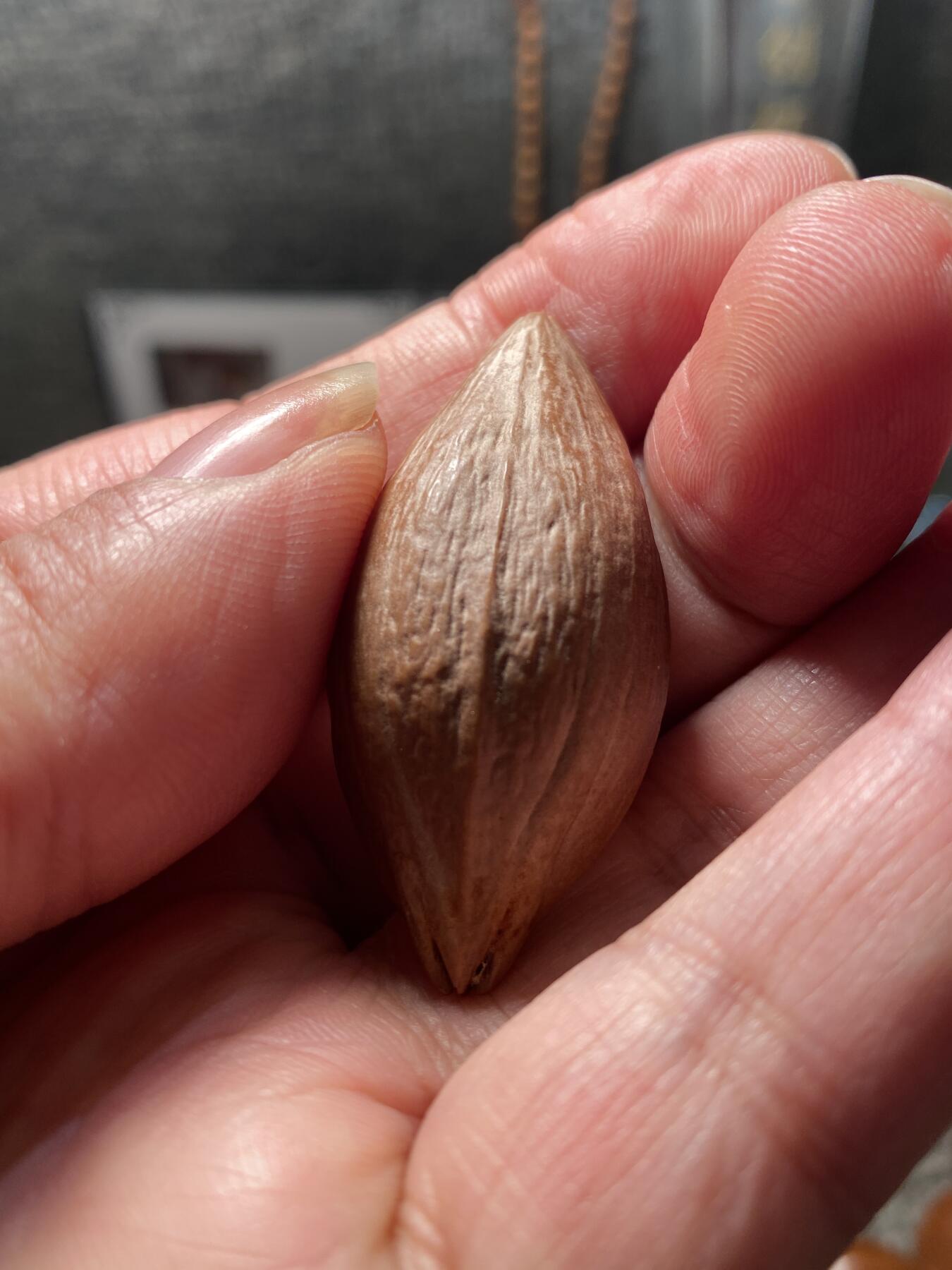 核舟记发源地苏州舟山核雕年末放漏 福利苏工核雕，纯手工雕刻,喜气洋洋，个性十足，等待有缘人，市场无同款，尺寸2。1x4.6喜欢的来