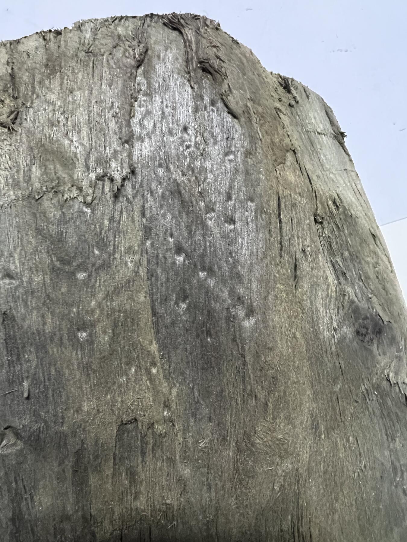 零元拍：满金丝祖母绿级别 阴沉木 金丝楠墩子老料 做凳子 做茶台  满肉满金丝 果香满满 尺寸：23.5/22/23CM。8.5公斤。