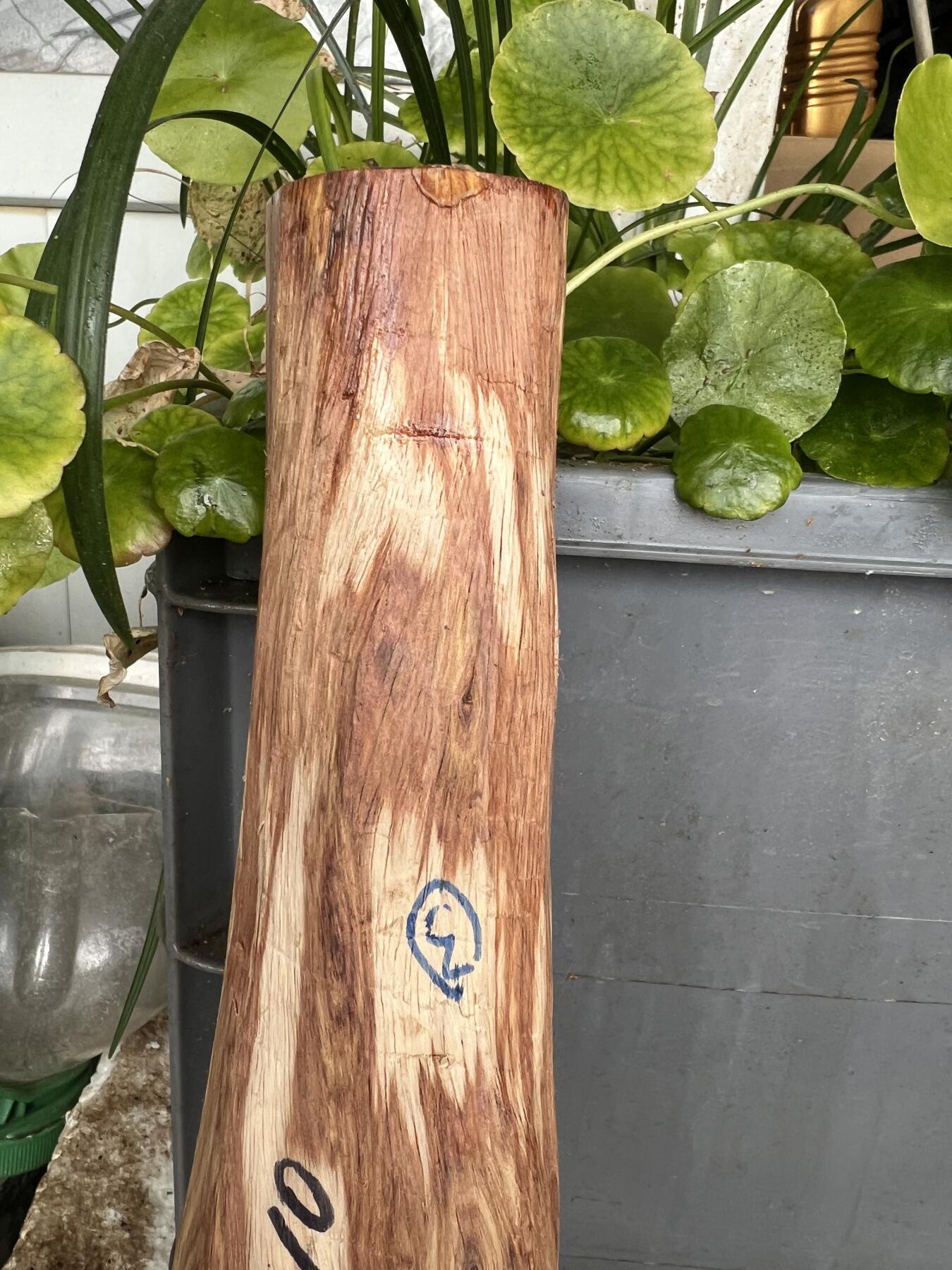 零元拍：NO.35-10海南黄花梨珠子把件料，外面白皮基本都去掉了，红肉打底花纹很漂亮。275/45/50MM