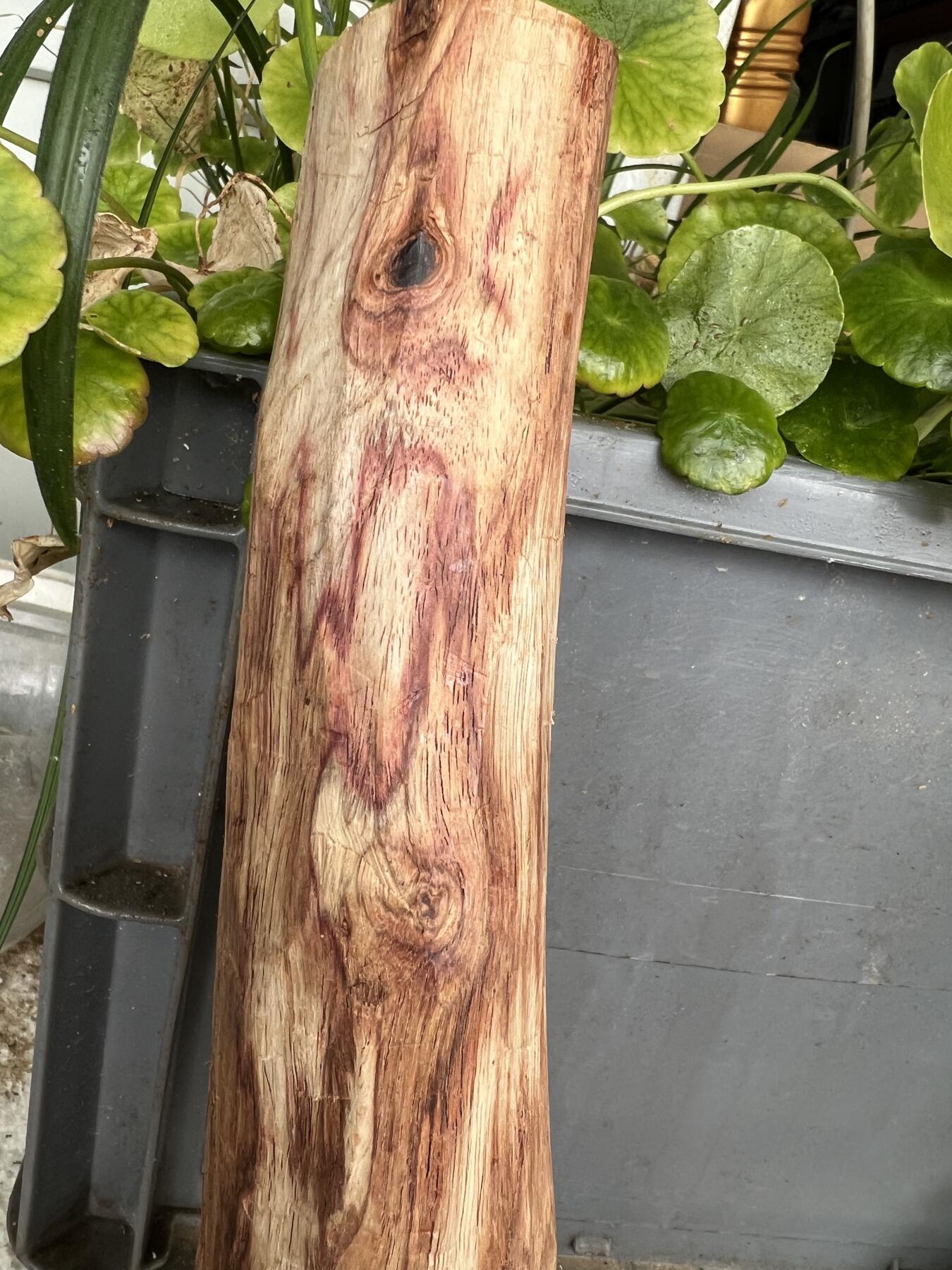 零元拍：NO.35-10海南黄花梨珠子把件料，外面白皮基本都去掉了，红肉打底花纹很漂亮。275/45/50MM