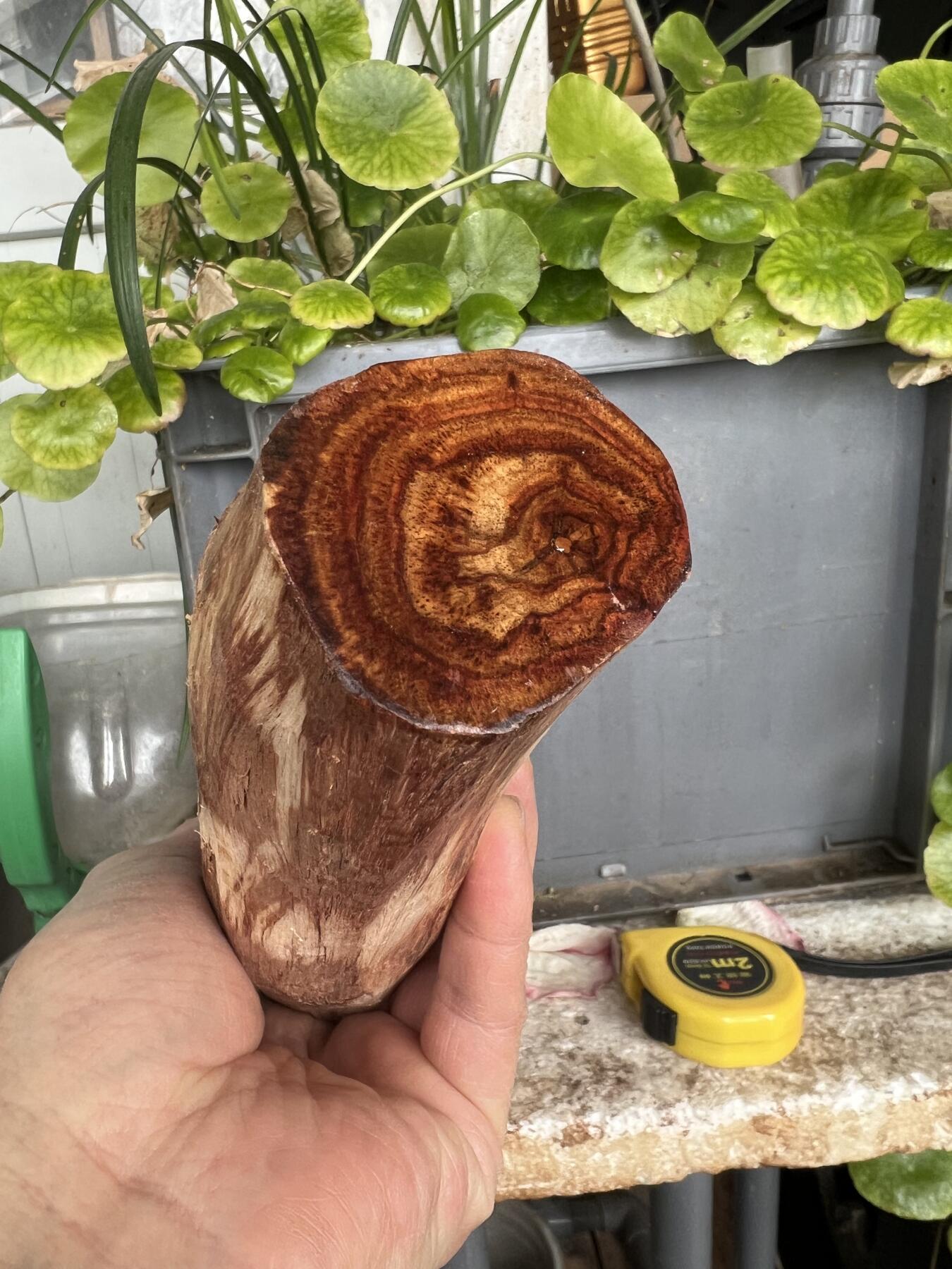 零元拍：NO.35-10海南黄花梨珠子把件料，外面白皮基本都去掉了，红肉打底花纹很漂亮。275/45/50MM