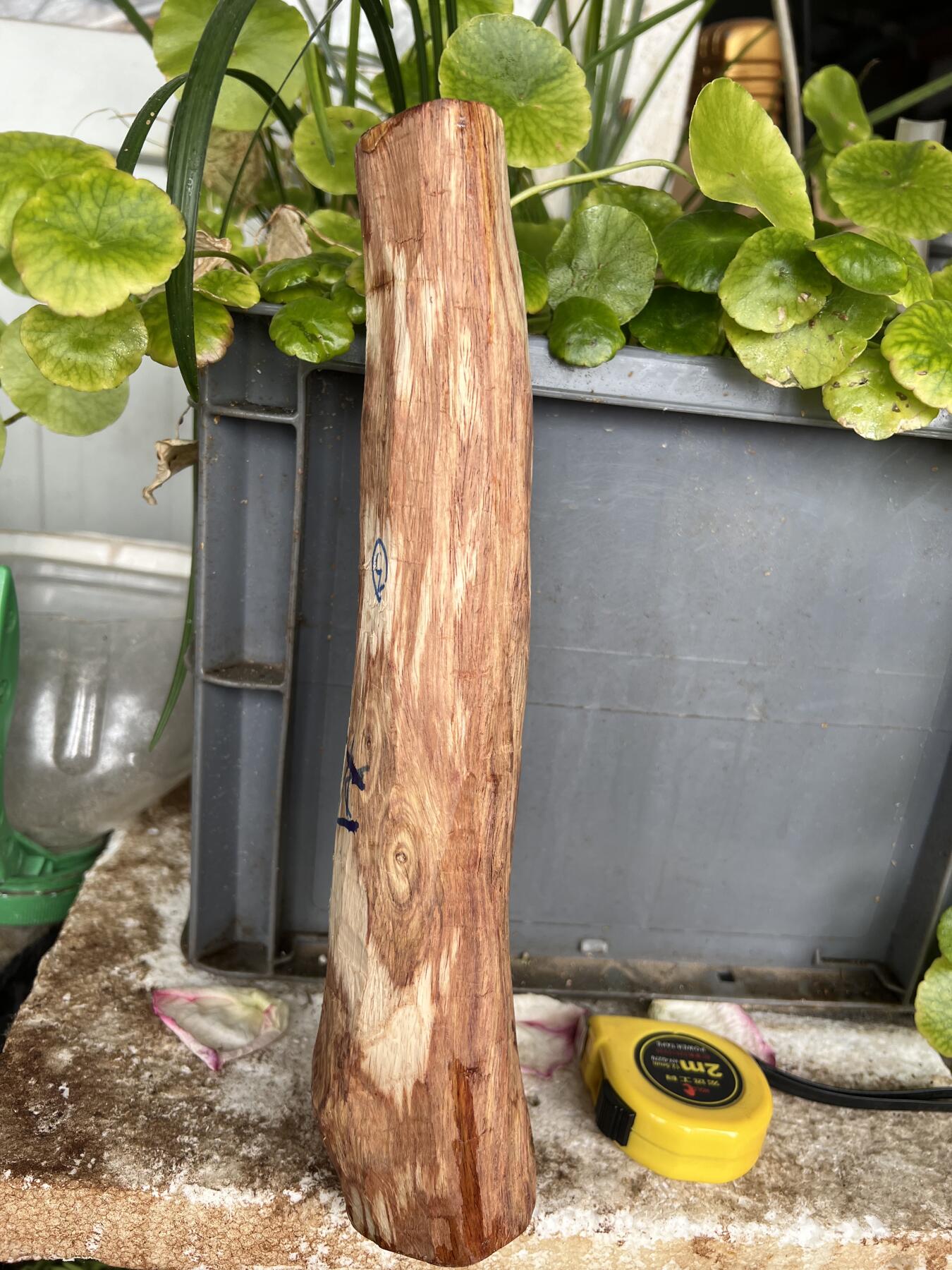 零元拍：NO.35-10海南黄花梨珠子把件料，外面白皮基本都去掉了，红肉打底花纹很漂亮。275/45/50MM