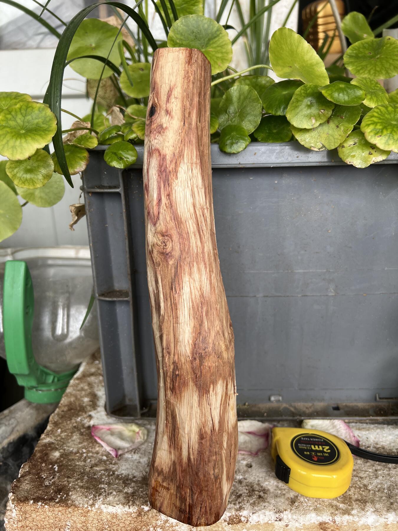 零元拍：NO.35-10海南黄花梨珠子把件料，外面白皮基本都去掉了，红肉打底花纹很漂亮。275/45/50MM