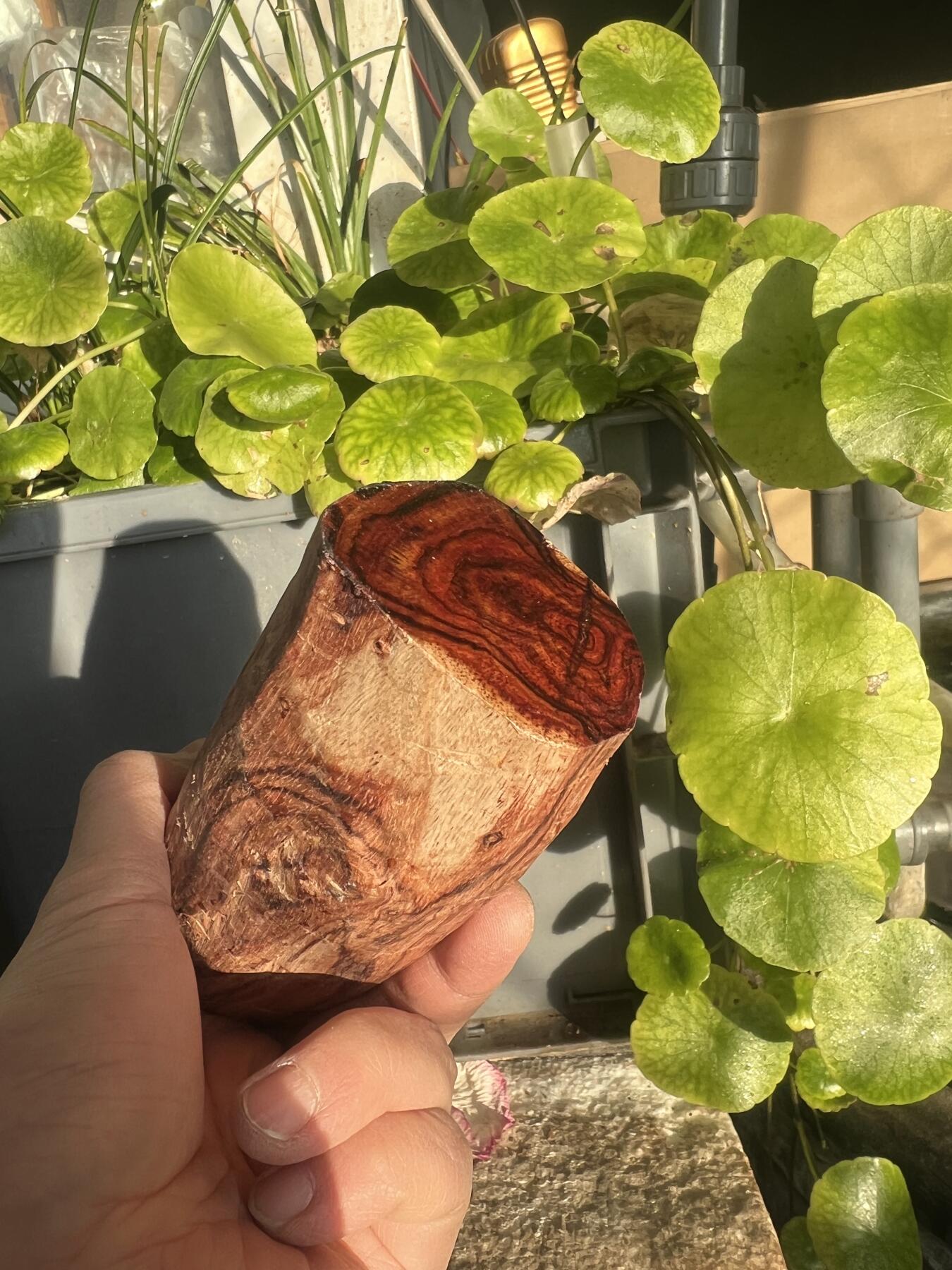 零元拍：NO.35-3海南黄花梨珠子把件料，外面白皮基本都去掉了，红肉打底花纹很漂亮。315/40/50MM