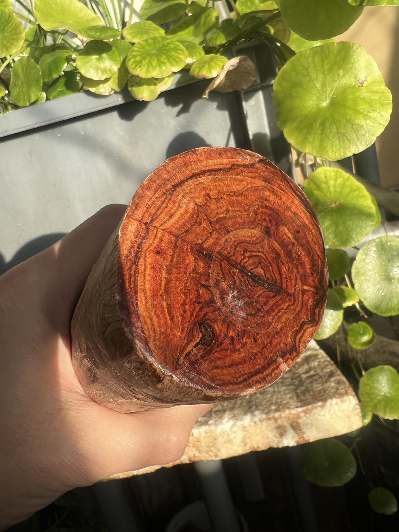 零元拍：NO.35-15海南黄花梨珠子把件料，外面白皮基本都去掉了，红肉打底花纹很漂亮。265/65/70MM