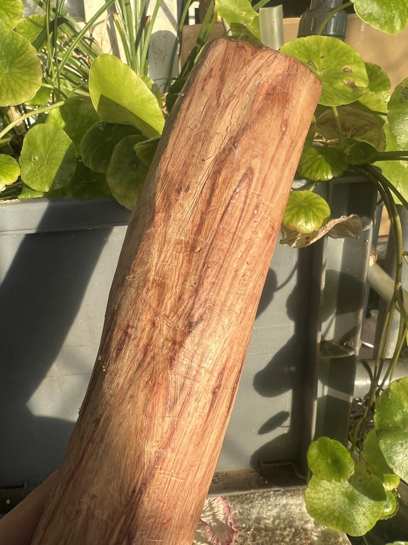 零元拍：NO.35-3海南黄花梨珠子把件料，外面白皮基本都去掉了，红肉打底花纹很漂亮。315/40/50MM