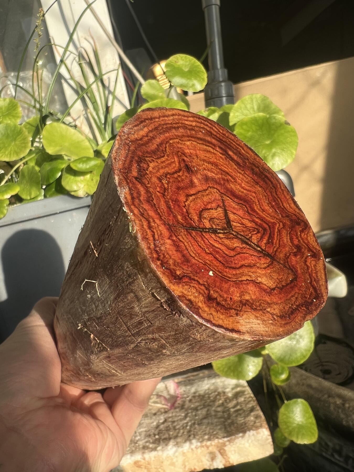 零元拍：NO.35-4海南黄花梨珠子把件料，外面白皮基本都去掉了，红肉打底花纹很漂亮。340/50/70MM