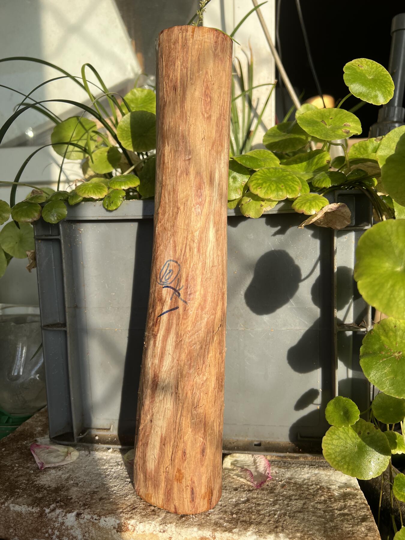 零元拍：NO.35-4海南黄花梨珠子把件料，外面白皮基本都去掉了，红肉打底花纹很漂亮。340/50/70MM